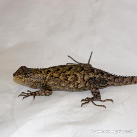 emerald swift female use exotic pets