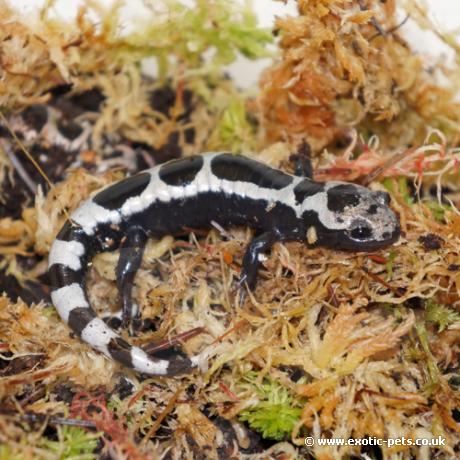 Marbled Salamander