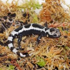 Marbled Salamander (Ambystoma opacum)