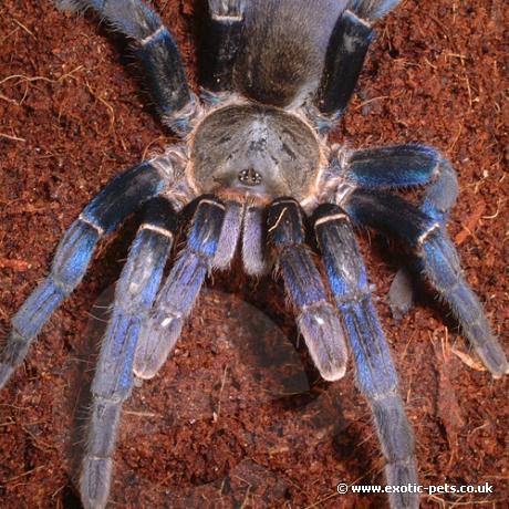 Cobalt Blue Tarantula colour