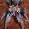 Cobalt Blue Tarantula colour photo
