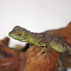 Green Basilisk (Basiliskus plumifrons)