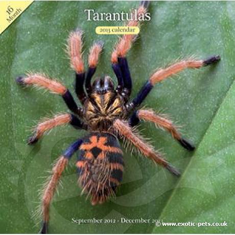 Tarantula Wall Calendar