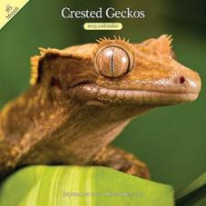 Reptile Calendars - FREE!!!! photo