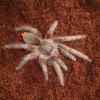 Juvenile Honduran Stripe Knee Tarantula photo