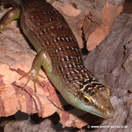 Olive Tree Skink