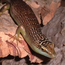 Olive Tree Skink (Dasia olivacea)