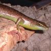 Olive Tree Skink close up photo