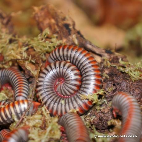 Vietnamese Rainbow Millipedes