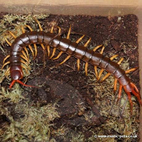 Vietnam Giant Centipede