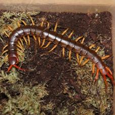 Vietnam Giant Centipede (Scolopendra dehaani)