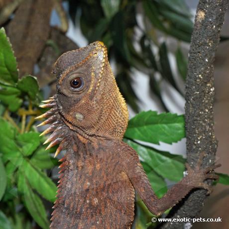 Mountain Horned Dragon