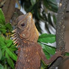 Mountain Horned Dragon (Acanthosaura capra)