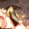 Olive Tree Skink resting. photo