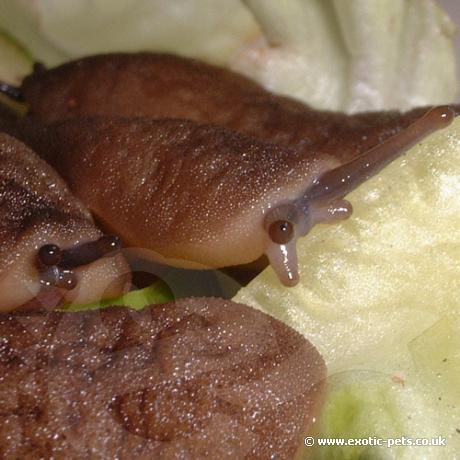 African Velvet Slugs