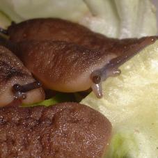 African Velvet Slugs (Unknown species)