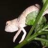 Baby Nosey Be Blue Panther Chamelen photo