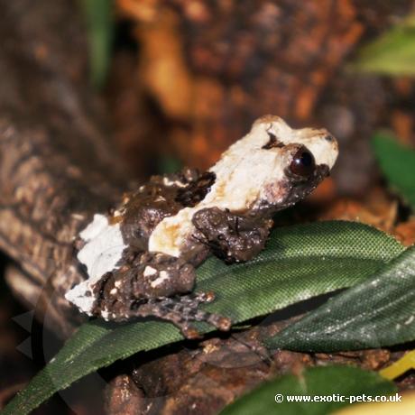 Pied Warty Frog