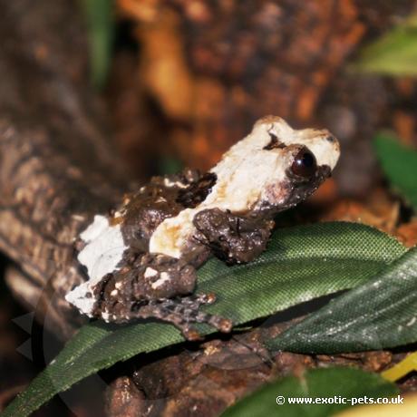 Pied Warty Frog