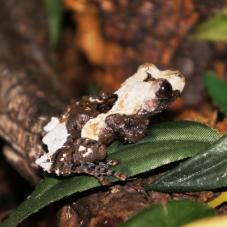 Pied Warty Frog (Theloderma aspernum)