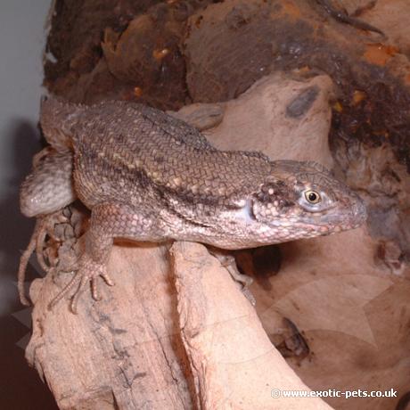 Curly Tail Lizard - Leiocephalus carinatus