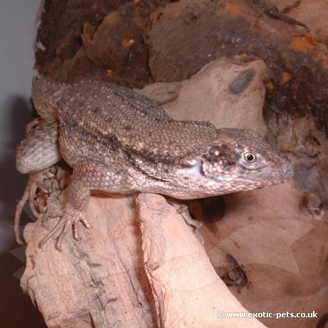 Curly Tail Lizard