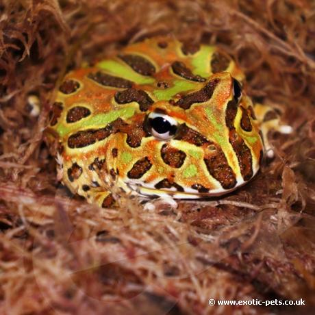 Argentinian Horned Frog