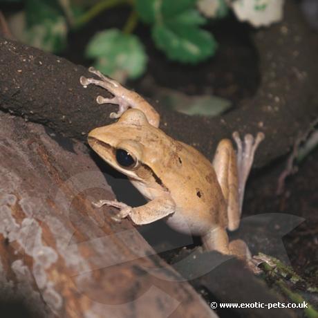 Golden Tree Frog