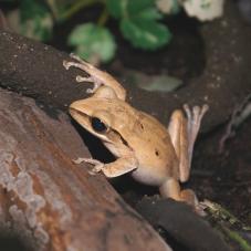 Golden Tree Frog (Polypedates leucomystax)
