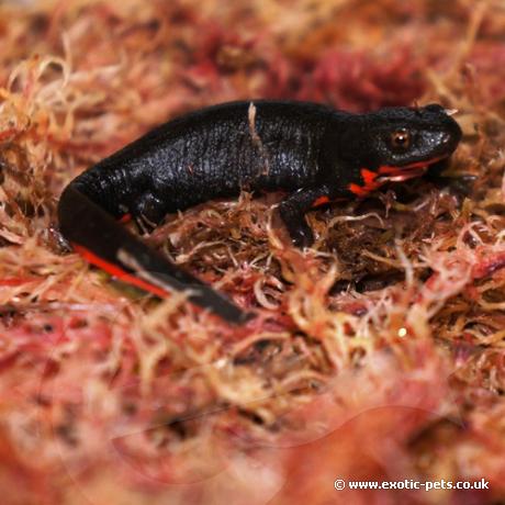 Chinese Fire Bellied Newt