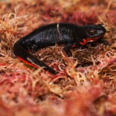 Chinese Fire Bellied Newt (Cynops orientalis)