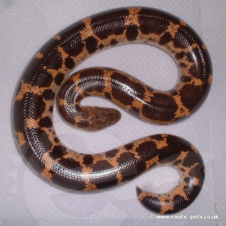 Mullers Sand Boa