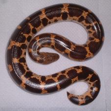 Mullers Sand Boa (Eryx muelleri)