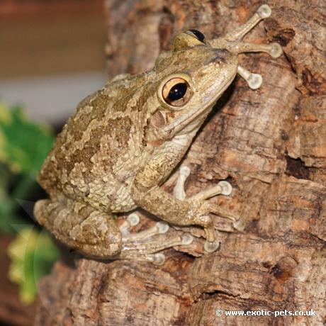 Cuban Tree Frog