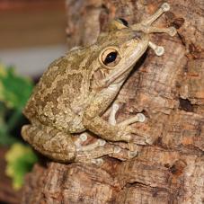 Cuban Tree Frog (Osteopilus septentrionalis)