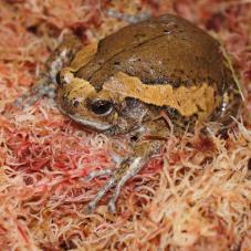 Chubby Frog (Kaloula pulchra)