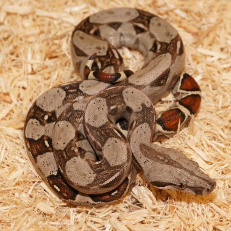 Common Boa - Hatchling