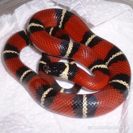 nelsons milksnake enclosures nelsons milksnake enclosures