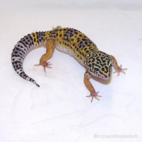 Leopard Gecko Juvenile