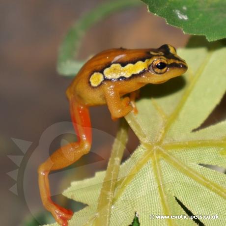 Golden Sedge Reed Frog