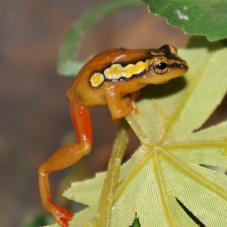 Golden Sedge Reed Frog (Hyperolius puncticulatus)