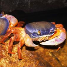 Rainbow Land Crab (Cardisoma armatum)