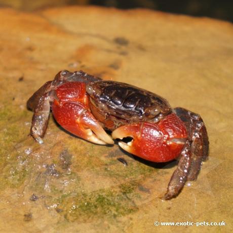 Red Clawed Crab