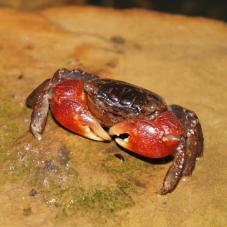 Red Clawed Crab (Sesarma bidens)