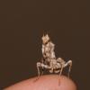 Devils Flower Mantis - Nymph photo