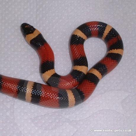 Apricot Pueblan Milk Snake
