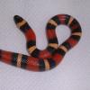 Apricot Pueblan Milk Snake photo