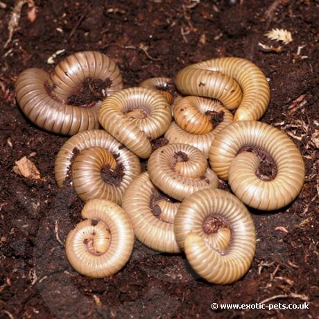 Florida Grey Millipedes