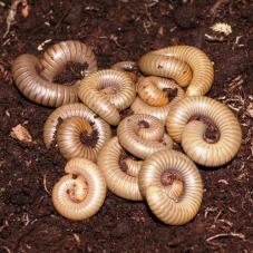 Florida Grey Millipedes (Narceous gordanus)