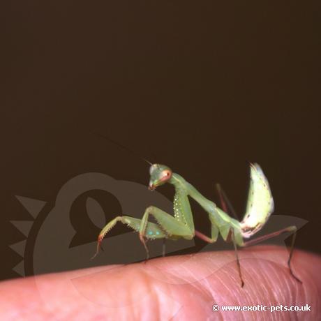 Lime Green Mantis